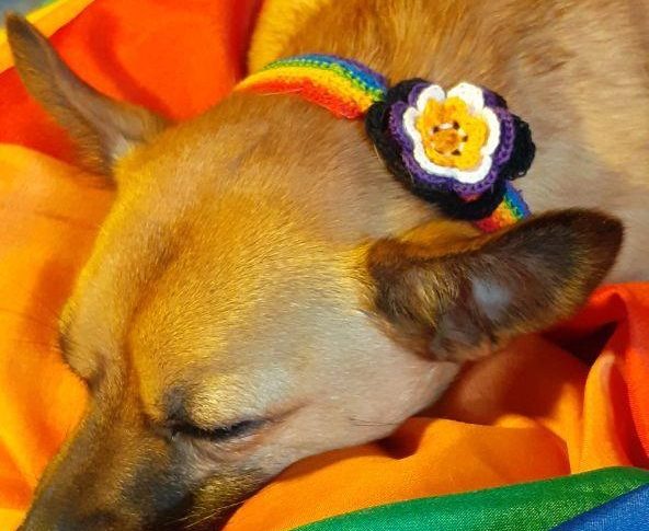 Pride-Choker mit Blume (auch für Hunde geeignet) – eine Häkelanleitung